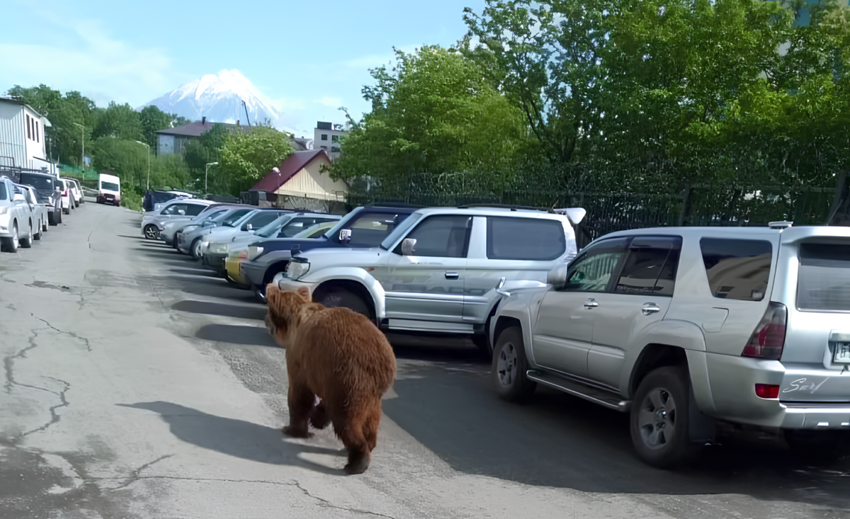 Карта выхода медведей в населенные пункты разработана на Камчатке